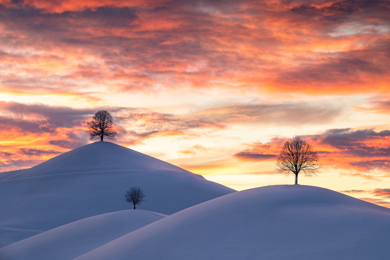 Bäume am Hirzel, Schweiz
