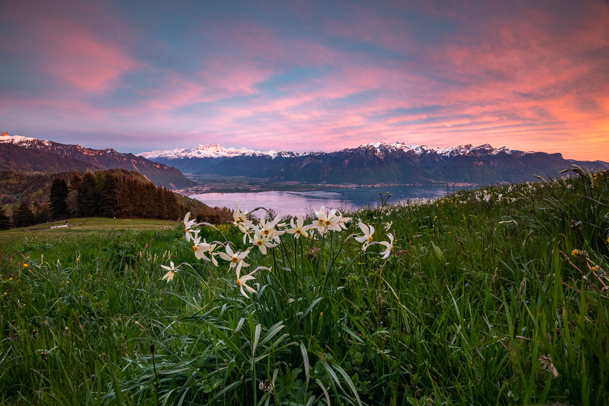 Narzissen beim Genfersee
