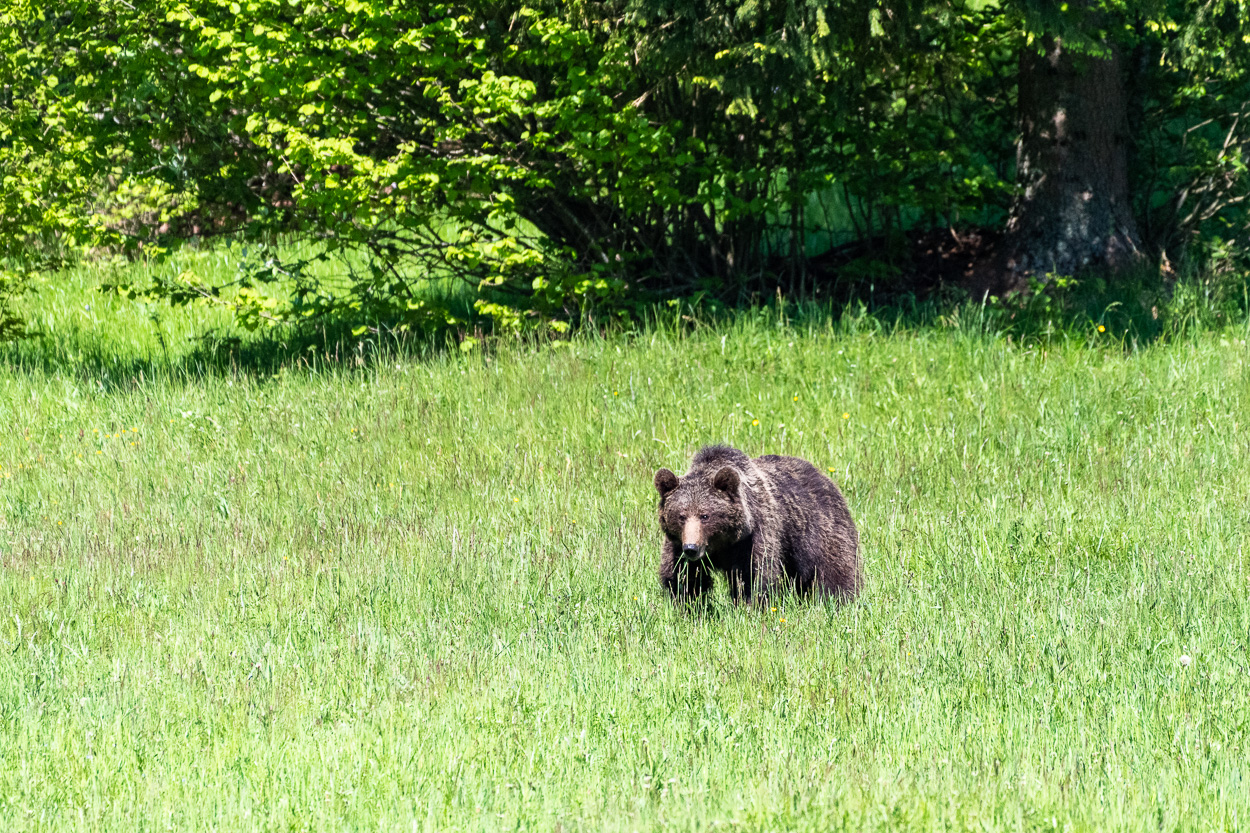 Bär auf Wiese, Slowenien