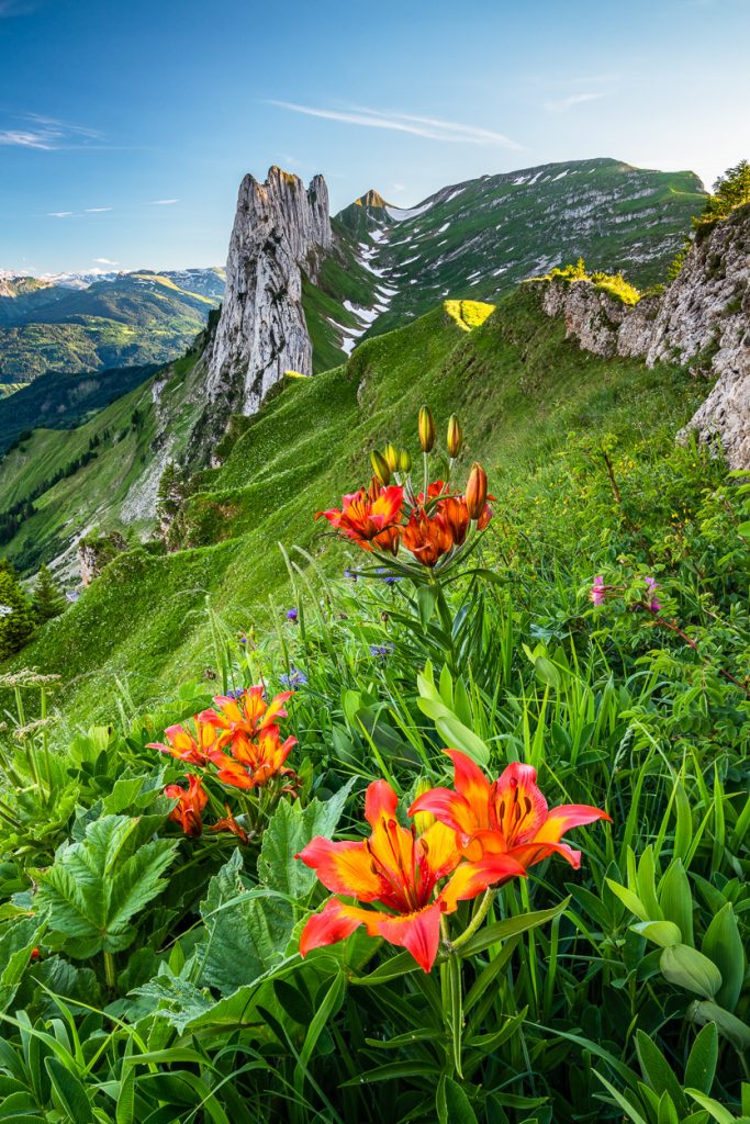 Feuerlilien, Sauer Lücke, Alpstein