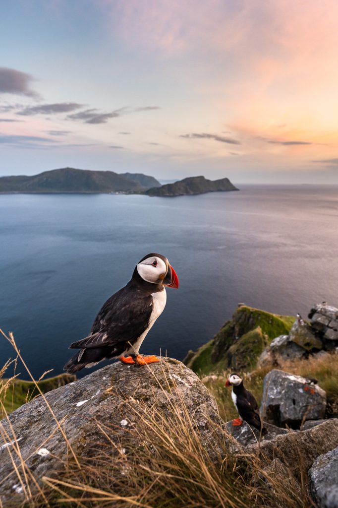 Puffin, Vogelinsel Runde