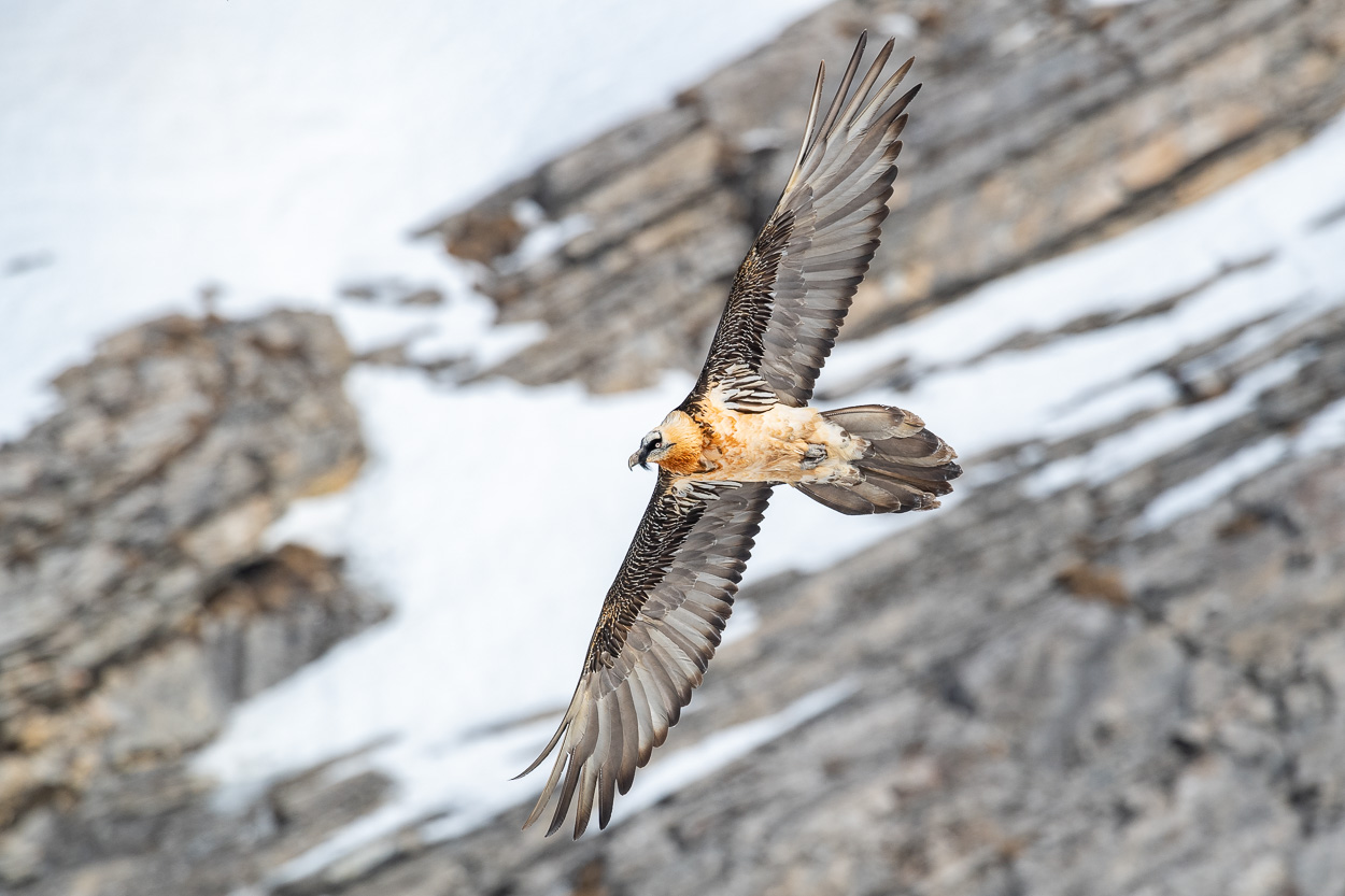 Bartgeier im Wallis