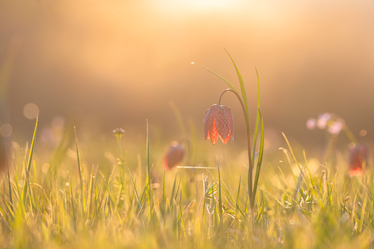 Schachbrettblume an der Doubs, Schweiz