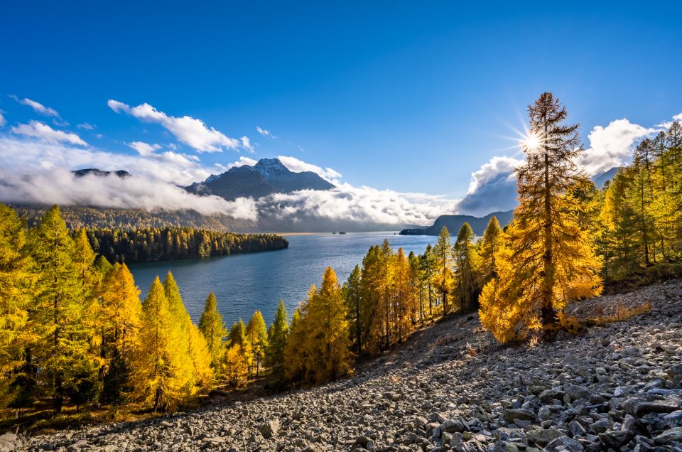Goldene Lärchen über Silsersee, Landschaftsfotografie Engadin, Schweiz