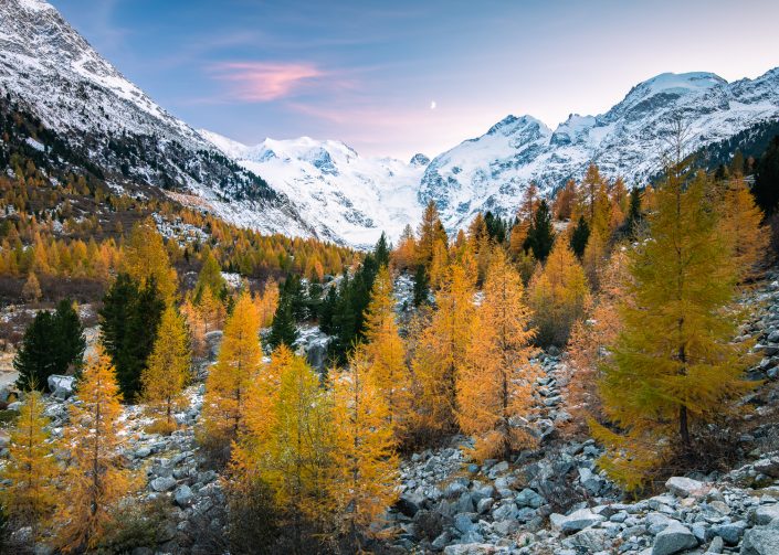 Herbstliche Lärchen vor Morteratschgletscher, Engadin, Schweiz