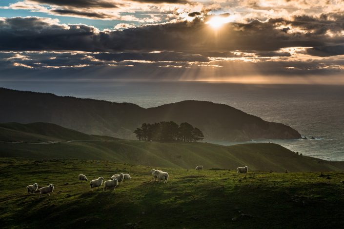 Schafe beim French pass, Marlborough Sounds