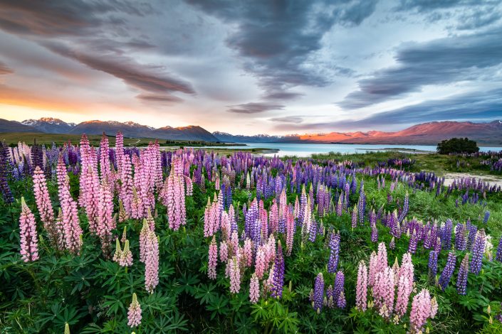 Lupinen bei Sonnenuntergang am Lake Tekapo