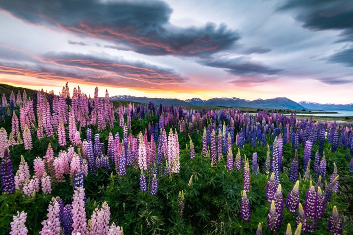 Lupinen bei Sonnenuntergang am Lake Tekapo