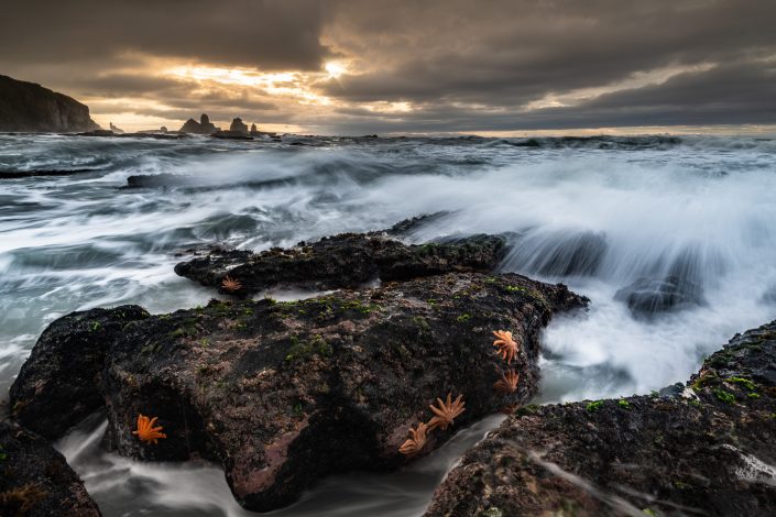 Seesterne am Motukiekie Beach, Westcoast, Neuseeland