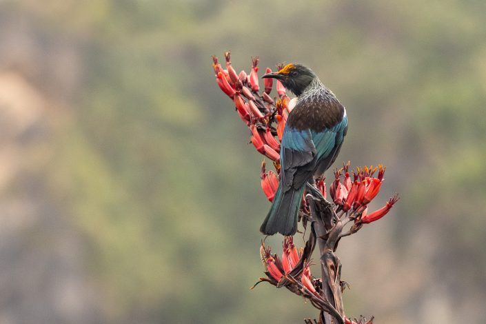 Tui, Vogel, Neuseeland