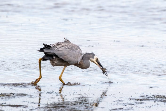 Weißwangenreiher fängt Krebs, Neuseeland