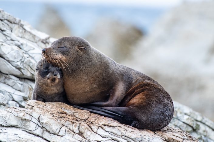 Neuseelandischer Seebär, Mutter mit Jungem, Kaikoura