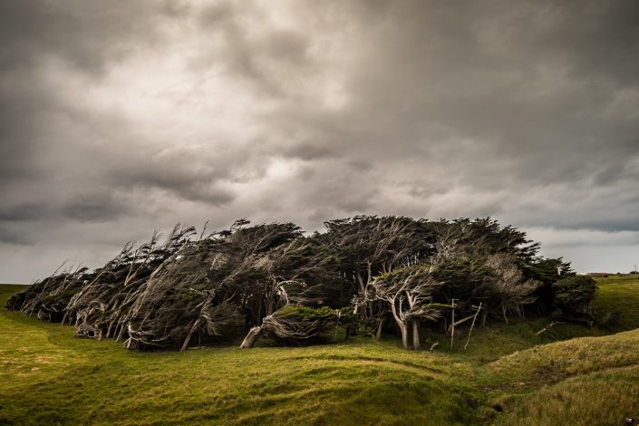 Bäume am Slope Point, Neuseeland