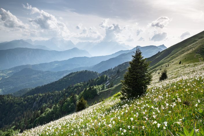 Narzissen an den Berghängen, Alpen, Slowenien