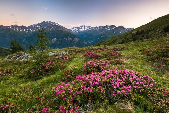 Almrausch, Hohe Tauern, Alpen, Österreich