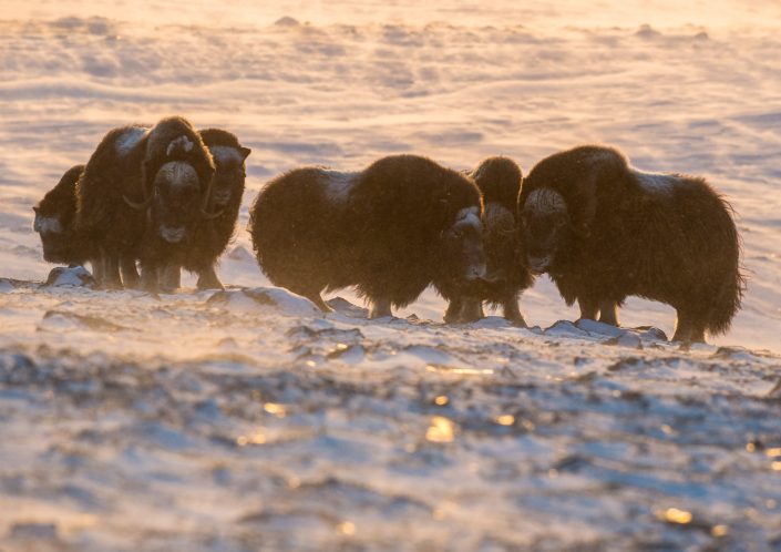 Moschusochsen im Gegenlicht, Dovrefjell Nationalpark, Norwegen