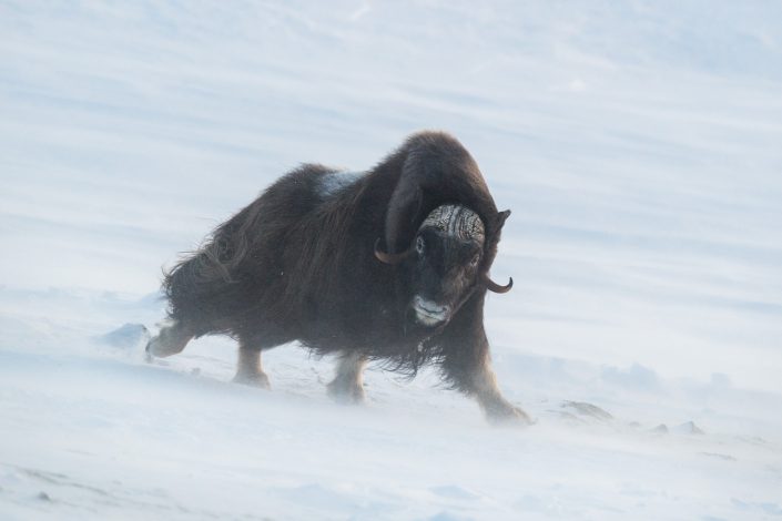 Laufender Moschusochse, Dovrefjell Nationalpark, Norwegen