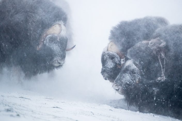 Moschusochsen im Schneesturm, Dovrefjell Nationalpark, Wildlife-Photography, Norwegen