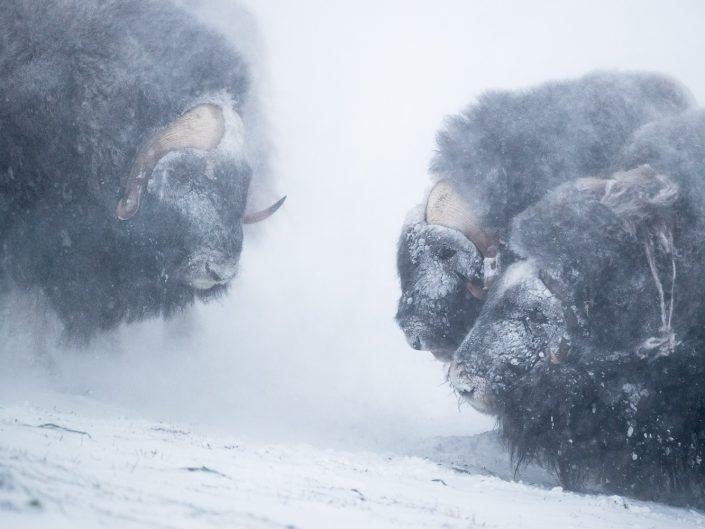 Moschusochsen im Winter