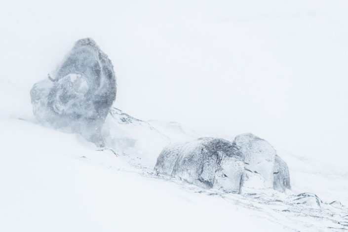 Moschusochsen im Schneesturm, Dovrefjell Nationalpark, Norwegen