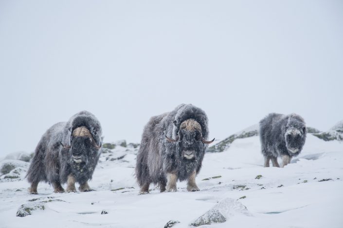 Moschusochsen, Dovrefjell Nationalpark, Norwegen