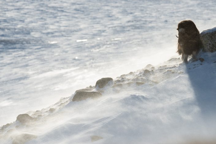 Moschusochse im Sturm an Bergflanke, Dovrefjell Nationalpark, Norwegen