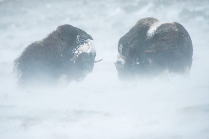 kämpfende Moschusochsen im Schneesturm, Dovrefjell Nationalpark, Norwegen