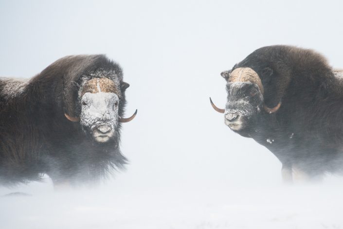 Moschusochsen mit verschneiten Gesichtern, Dovrefjell Nationalpark, Norwegen