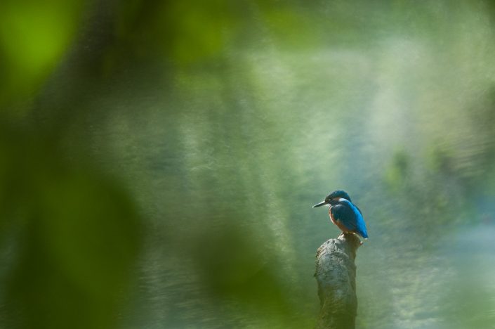 Eisvogel, Nationalpark Donauauen, Österreich