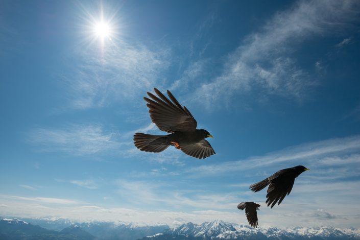 Alpendohlen im Flug, Salzburg