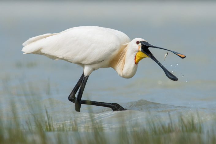 Löffler mit Fisch, Nationalpark Neusiedlersee, Österreich