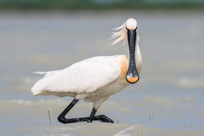 Löffler, Nationalpark Neusiedlersee, Österreich