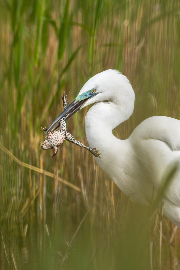 Silberreicher frisst Frosch, Nationalpark Neusiedlersee, Österreich