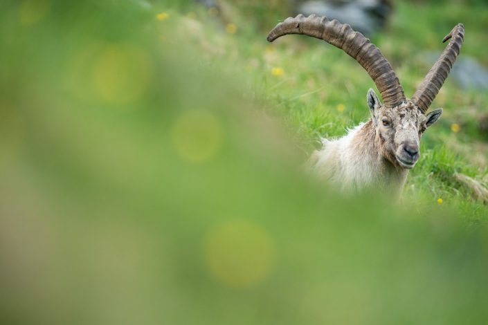 Steinbock, Hohe Tauern