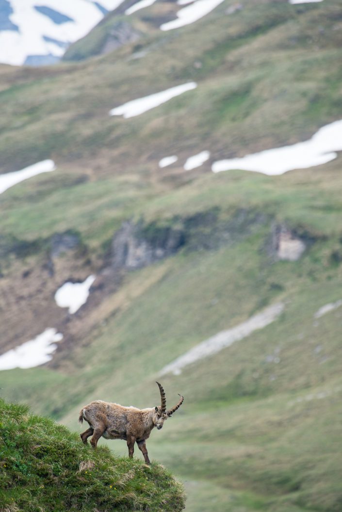 Steinbock, Hohe Tauern, Kärnten, Österreich