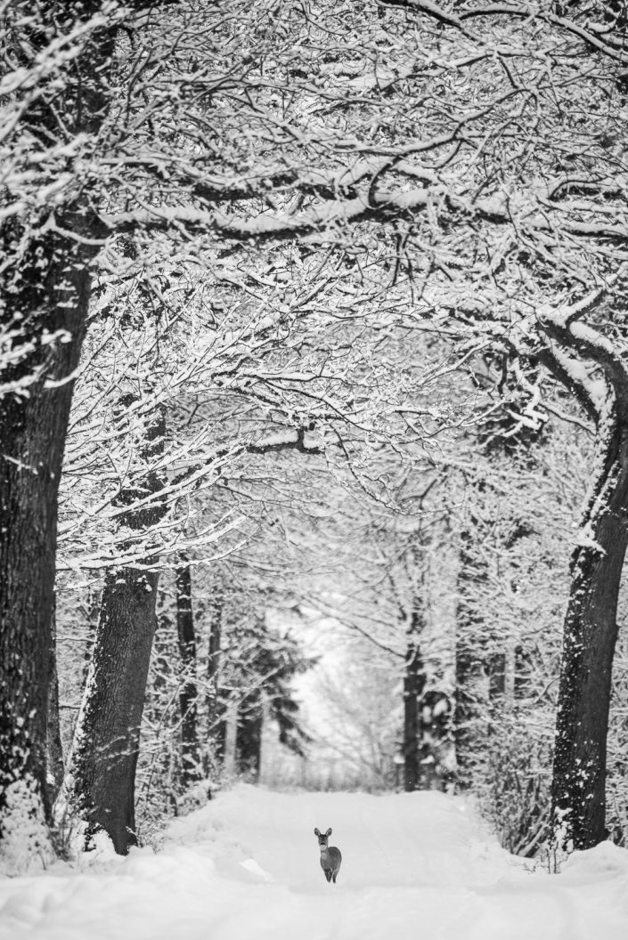 Reh im Schnee, Österreich