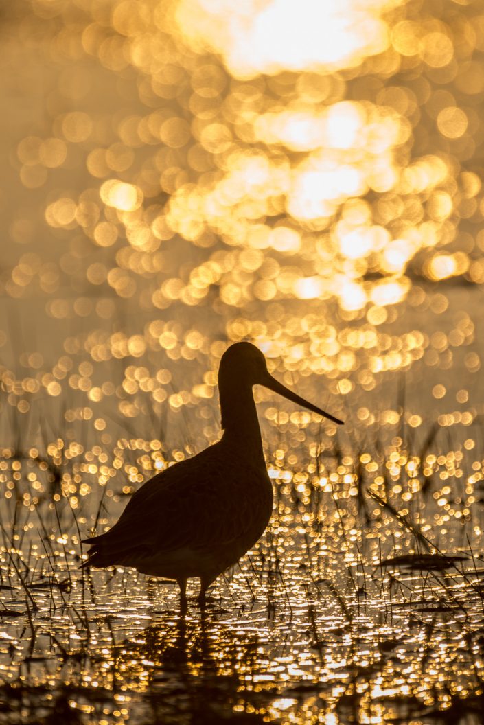 Uferschnepfe im Gegenlicht, Nationalpark Neusiedlersee, Österreich