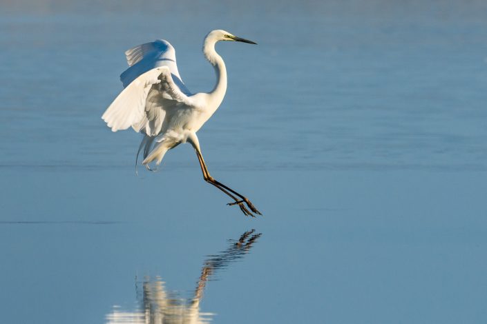 Silberreiher im Flug, Nationalpark Neusiedlersee, Österreich