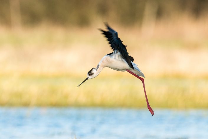 Stelzenläufer im Flug, Nationalpark Neusiedlersee, Österreich