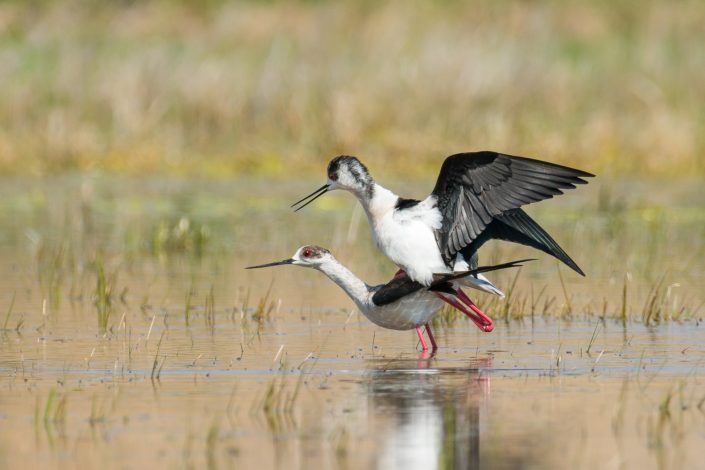 Stelzenläufer bei der Paarung, Nationalpark Neusiedlersee, Österreich