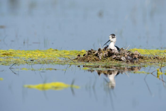 Stelzenläufer im Nest, Nationalpark Neusiedlersee, Österreich