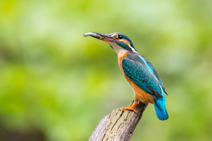 Eisvogel mit Fisch, Antheringer Au, Salzburg, Österreich