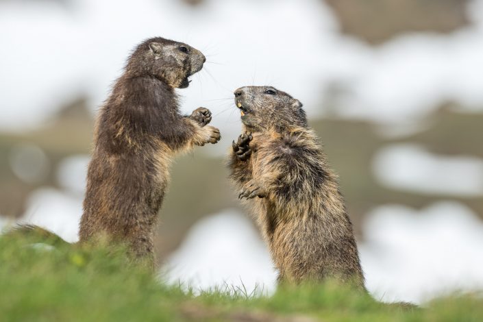 Kämpfende Murmeltiere