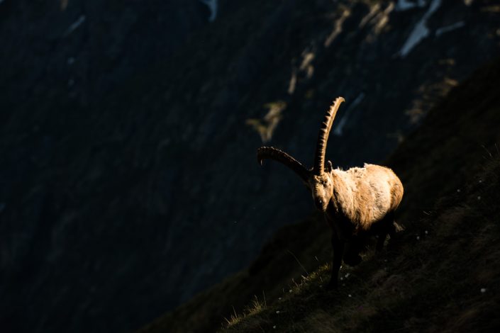 Steinbock im Streiflicht, Hohe Tauern