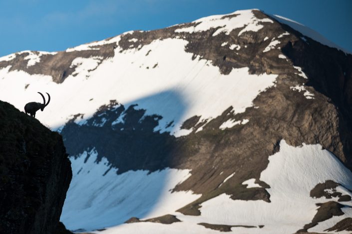 Steinbock, Hohe Tauern