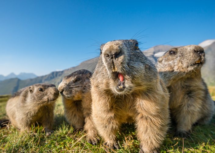 Murmeltiere mit Weitwinkel fotografiert, Österreich