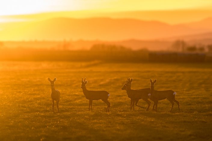 Rehe im Morgenlicht, Nationalpark Neusiedlersee, Österreich