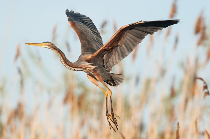 Purpurreiher, Nationalpark Neusiedlersee, Österreich