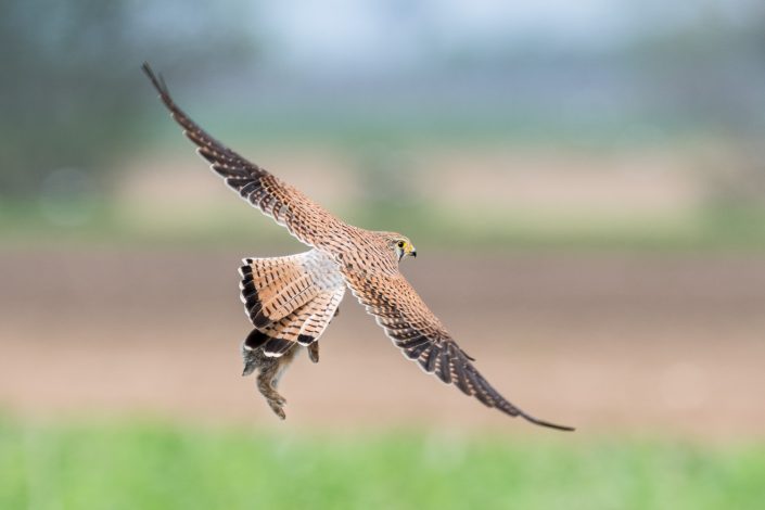 Turmfalke, Nationalpark Neusiedlersee, Österreich