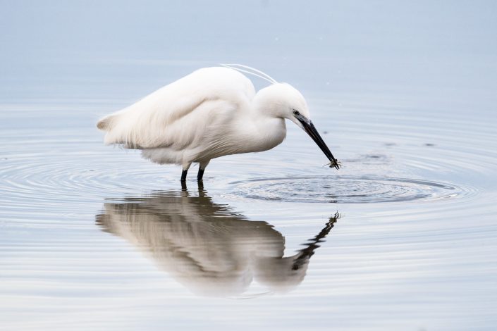 Seidenreiher, Nationalpark Neusiedlersee, Österreich